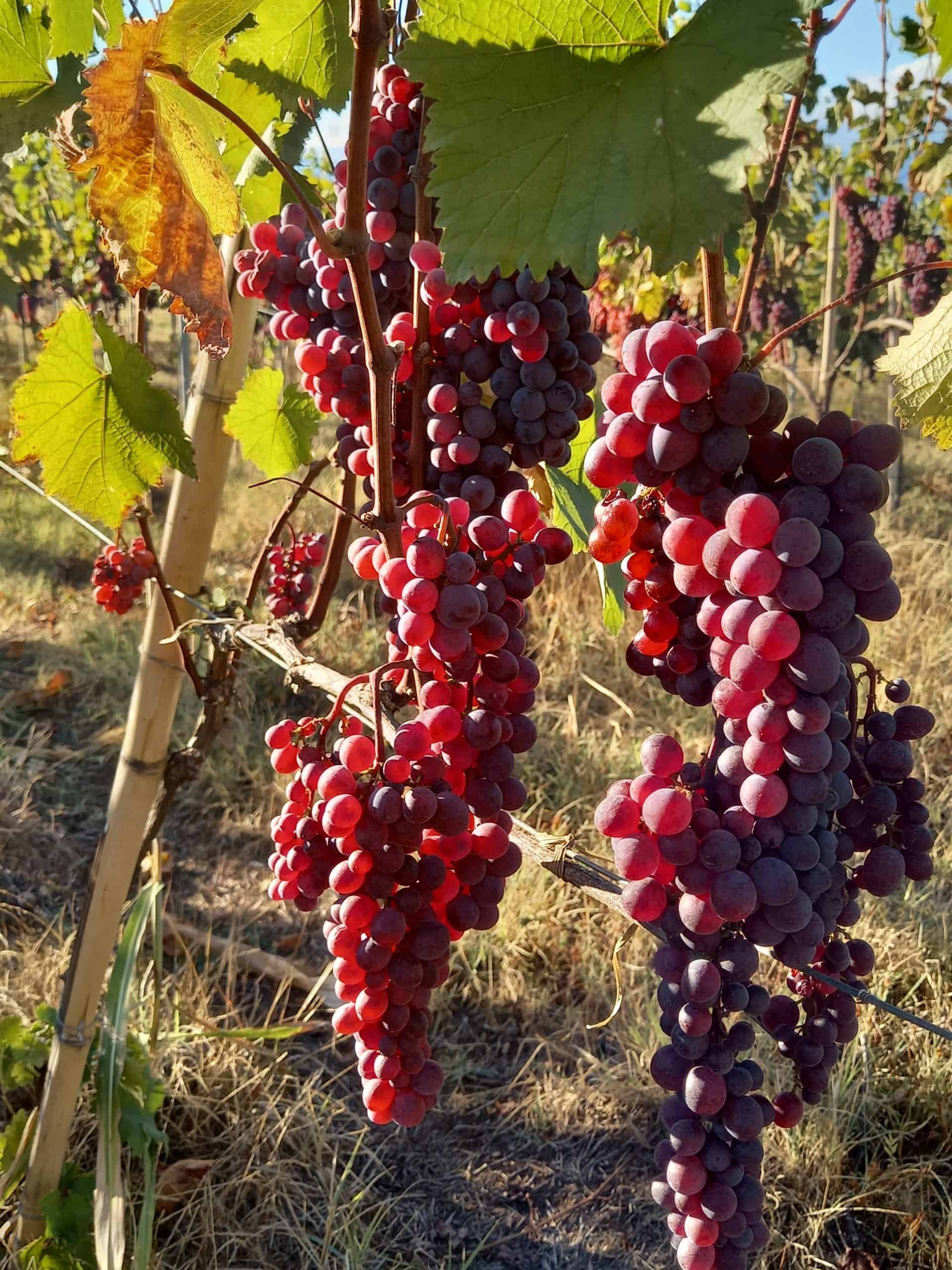 Rtveli Grape Harvest